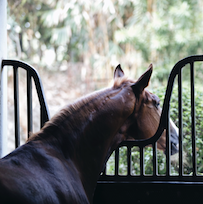 APM Equestrian Center Riding School Horse Stable Breeding