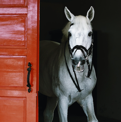 APM Equestrian Center Riding School Horse Stable Breeding